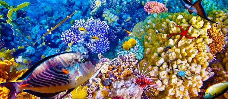 What to see in Australia Great Barrier Reef