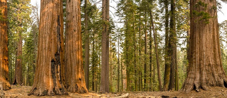 What to see in United States Sequoia National Park