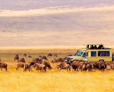 safari in africa