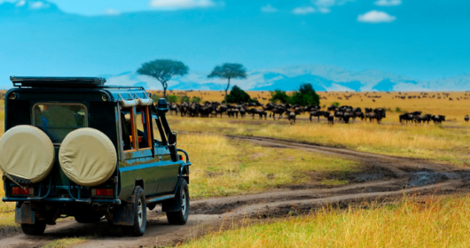 best African safaris and wildlife tours